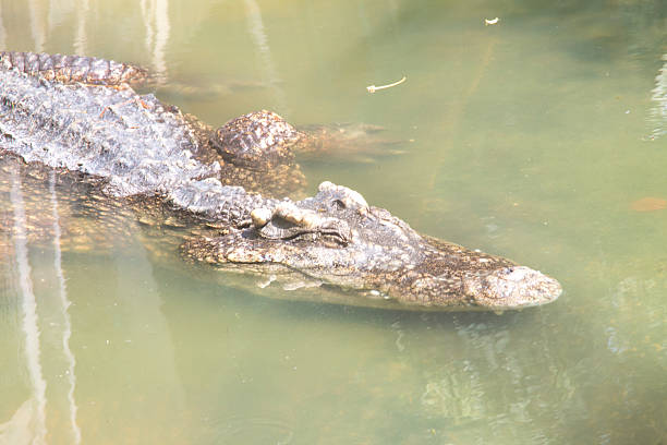 istock the crocodile in the farm 514963697