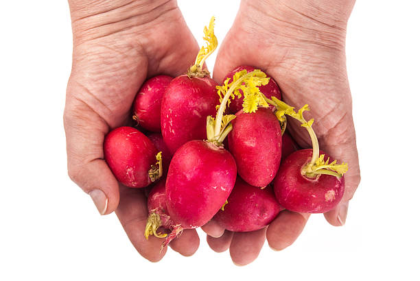 fresh radish