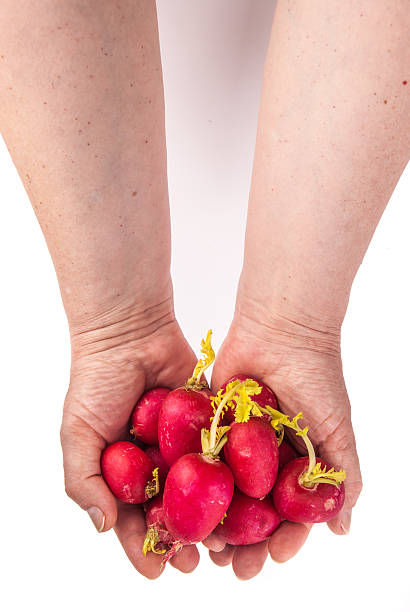 fresh radish