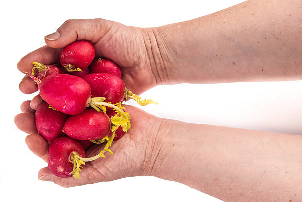 fresh radish