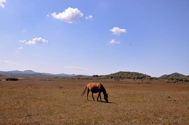 istock Morning of The Ulan integration grassland 514964151