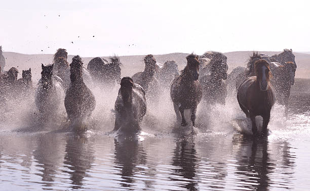 istock Morning of The Ulan integration grassland 514964167