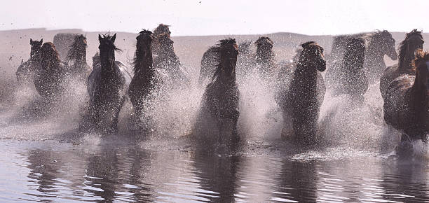 istock Morning of The Ulan integration grassland 514964171