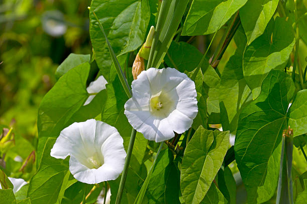Field Bindweed Field bindweed with green leaves. bindweed photos stock pictures, royalty-free photos & images