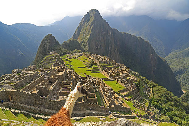 istock Llama looking at Machu Picchu, Peru 514964837