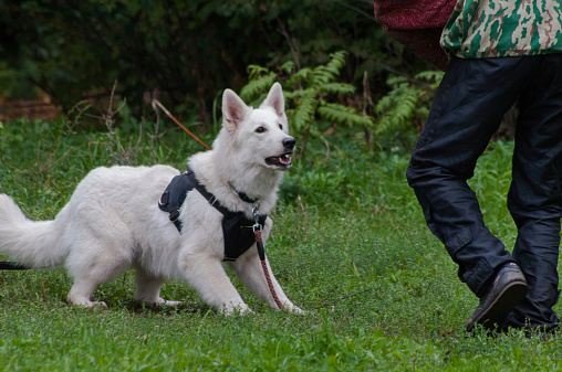 training of the Berger Blanc Suisse