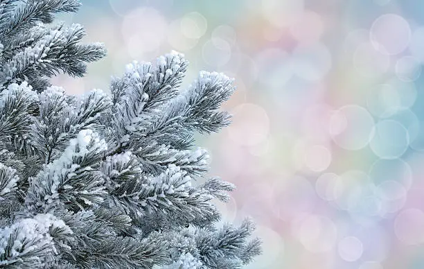 Frosty pine twigs against abstract pastel background with bokeh effect