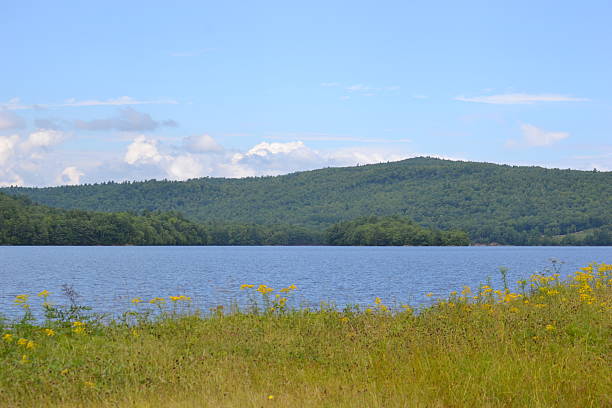 istock Yellow Flowers at Wyman Lake 514966001