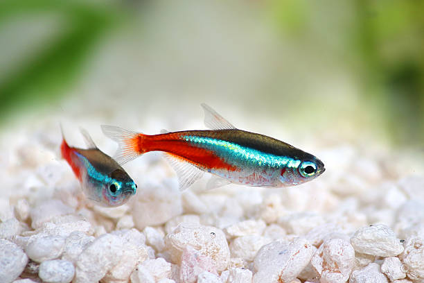 Neon Tetra Paracheirodon innesi freshwater tropical fish Neon Tetra Paracheirodon innesi freshwater tropical fish barbel stock pictures, royalty-free photos & images