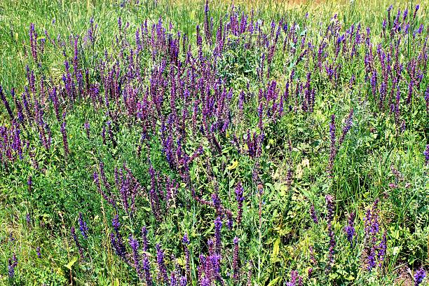 istock Wild purple flowers 514967733