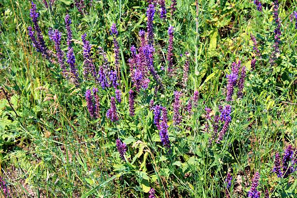 istock Wild purple flowers 514967735