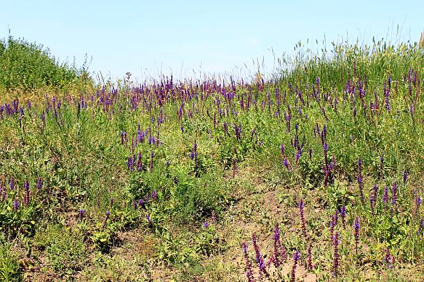 istock Wild purple flowers 514968035