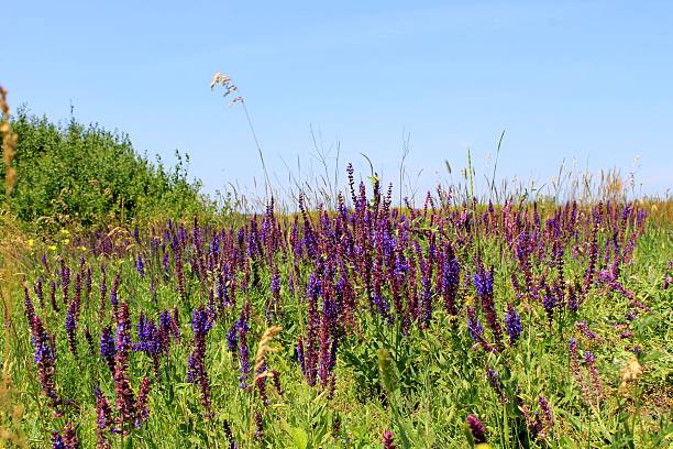istock Wild purple flowers 514968039
