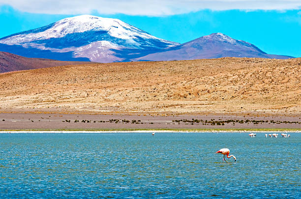 istock Flamingo in laguna, Bolivia 514983048