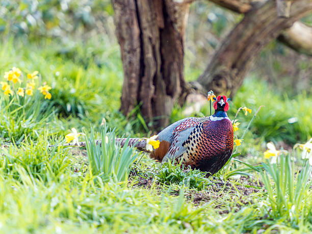 istock Male Wild Pheasant (Phasianidae) Foraging in Woods 514983580