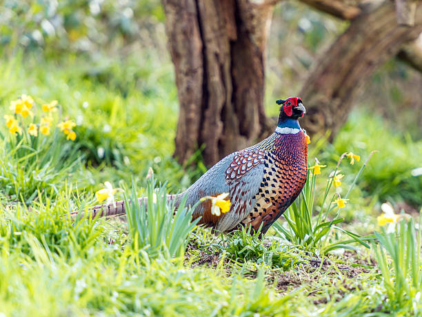 istock Male Wild Pheasant (Phasianidae) Foraging in Woods 514983876