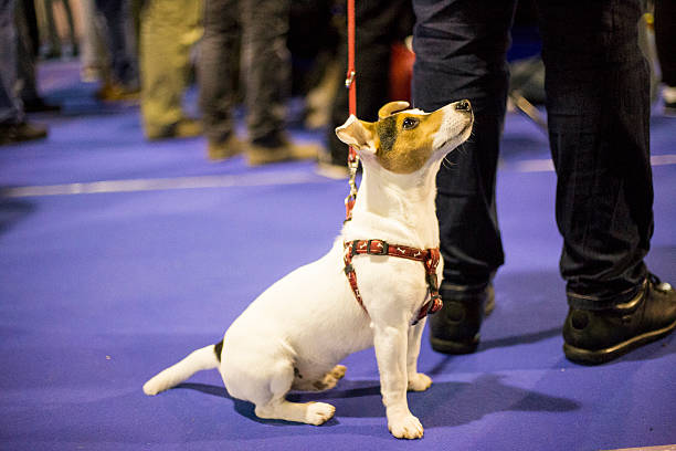 inteligente cão pequeno espera prêmio - show dog - fotografias e filmes do acervo