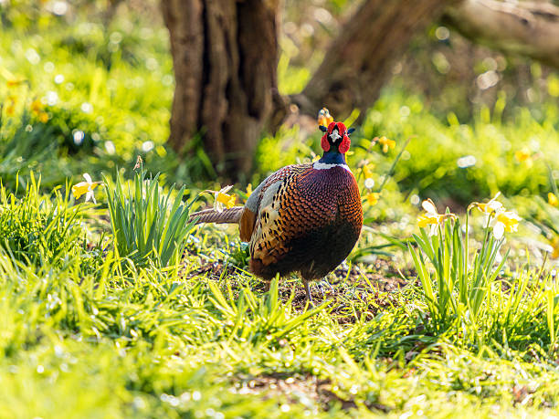 istock Male Wild Pheasant (Phasianidae) Foraging in Woods 514984390