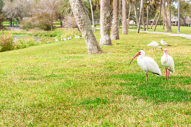 istock White Ibis birds in the lake park 514984454