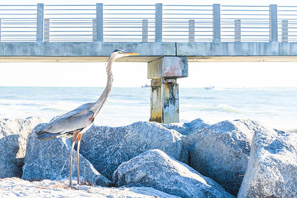 istock Chilling Great Blue Heron birds on the beach 514984736