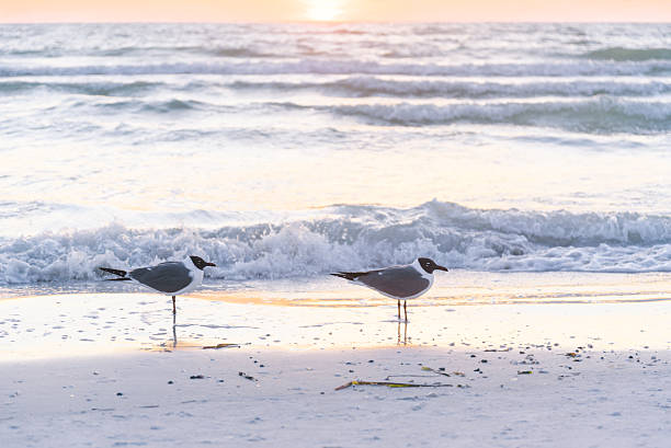 istock Chilling Seagull birds on the beach in the spring 514985206
