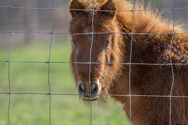 istock Miniature horse behind a fence 514985584