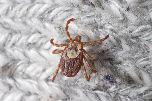 A female Rocky Mountain Wood tick or Dermacentor andersoni walks on a hiker's socks in Golden Colorado. Ticks can cause a number of dangerous diseases. 