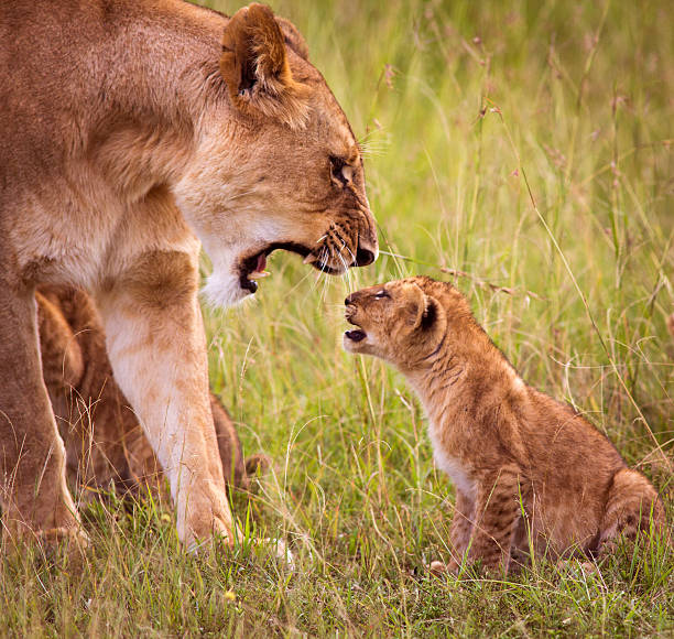 very sweet lion cubs