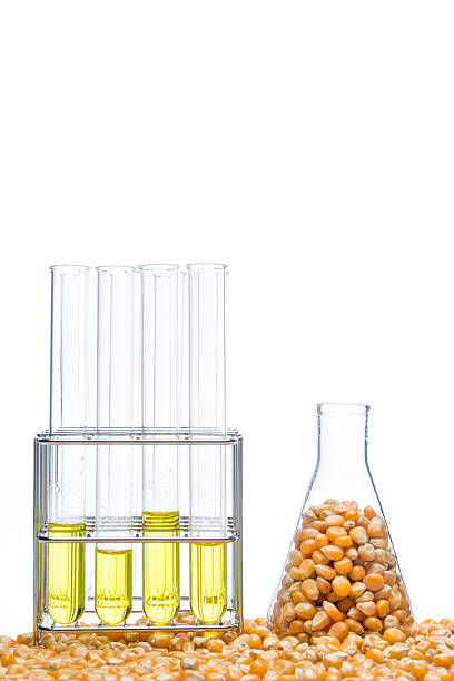 istock Research corn energy, biofuel and gmo in laboratory 514988774