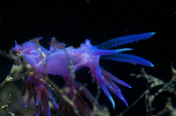istock purple invertebrate 514988860