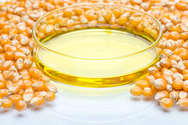 Research corn energy, biofuel and gmo in laboratory