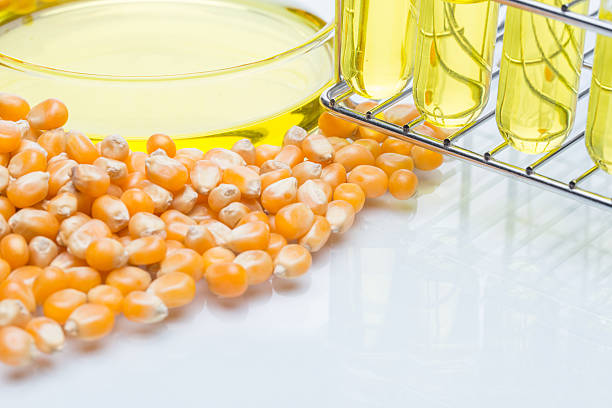 istock Research corn energy, biofuel and gmo in laboratory 514988928