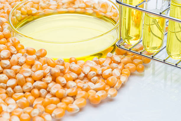 istock Research corn energy, biofuel and gmo in laboratory 514988940
