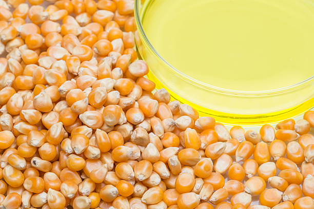 istock Research corn energy, biofuel and gmo in laboratory 514989016