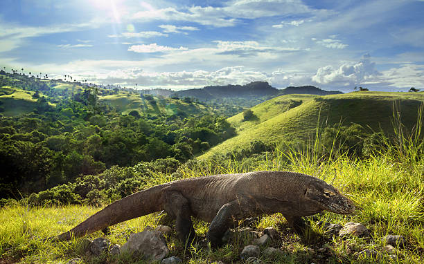 Wild Komodo Dragon in its habitat Every morning, Komodo Dragons go to highland to warm up its body that provide them energy for the day. And I met this moment and took this shot with beautiful background. monitor lizard stock pictures, royalty-free photos & images