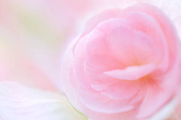 istock sweet pink floral background 514989569