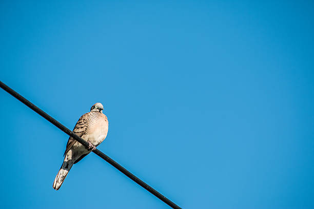 istock Dove is a ture Lover,two birds are on wire. 514989796