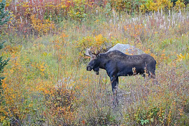 Photo of Bull moose with antler rack in grass showing autumn colors