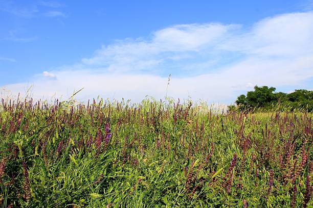 istock Wild purple flowers 514990467