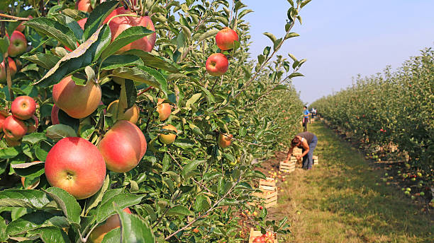 apple recolección en orchard - apple women green eating fotografías e imágenes de stock