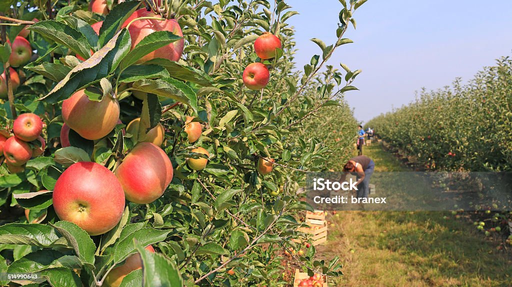 Apple picking in orchard Apple - Fruit Stock Photo