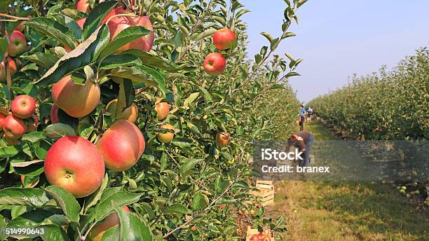 Apple Picking In Orchard Stock Photo - Download Image Now - Apple - Fruit, Picking - Harvesting, Fruit