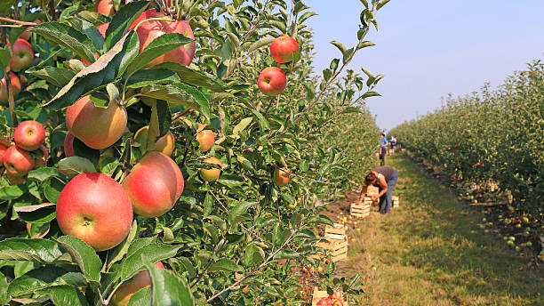 escolher no pomar de maçã - women red fruit picking imagens e fotografias de stock