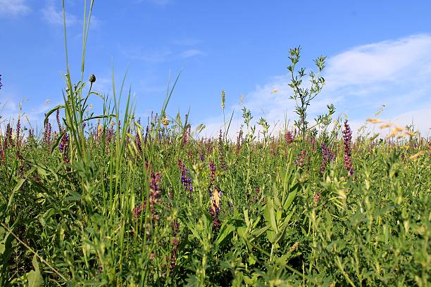 istock Wild purple flowers 514990681