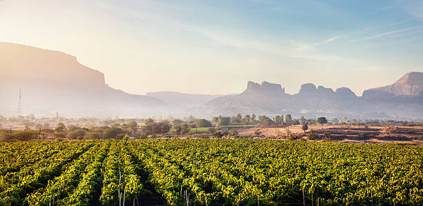 Vineyard at sunrise Vineyard at sunrise in the village and mountains at background in Nasik, Maharashtra, India ghat photos stock pictures, royalty-free photos & images
