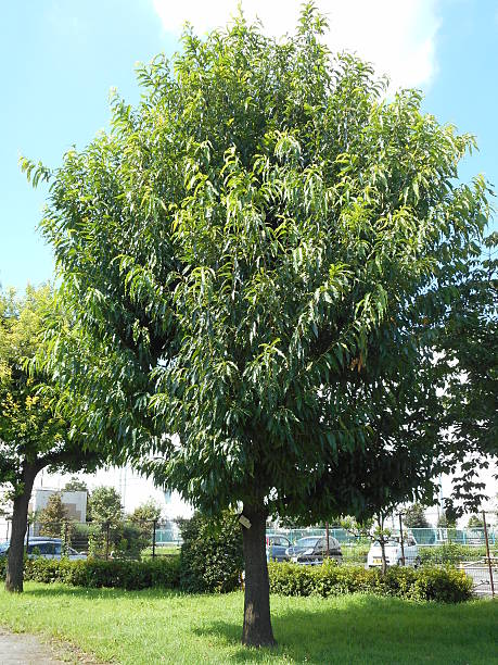 istock Tree of oak of the park 514991185