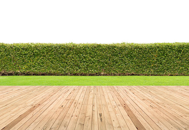 istock Lawn and wooden floor with hedge background. 514992018