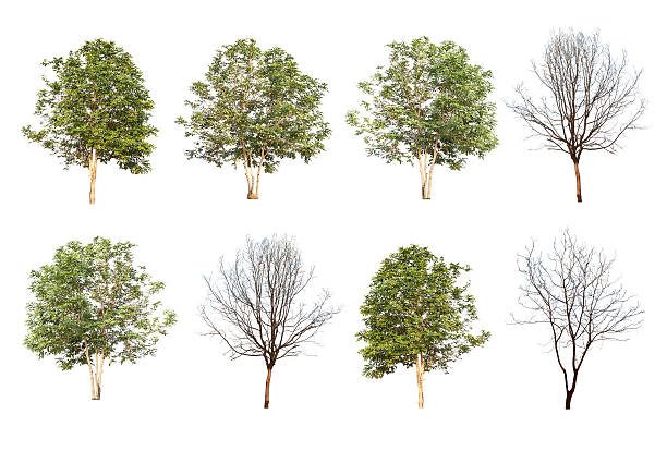 istock set of eight green trees and dead trees isolated 514992620