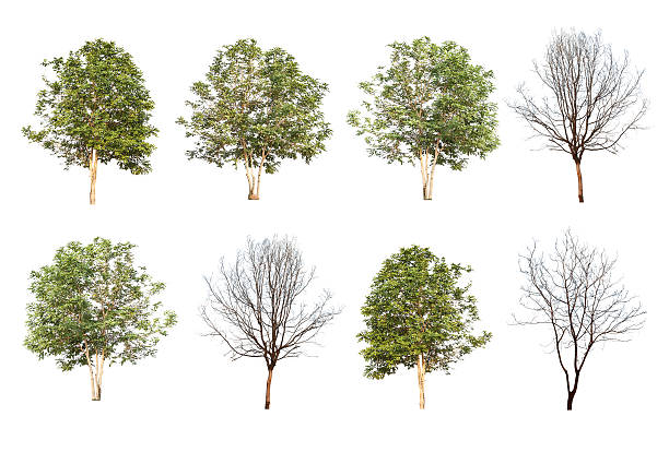 conjunto de oito árvores verdes e árvores mortas isoladas - lpn imagens e fotografias de stock