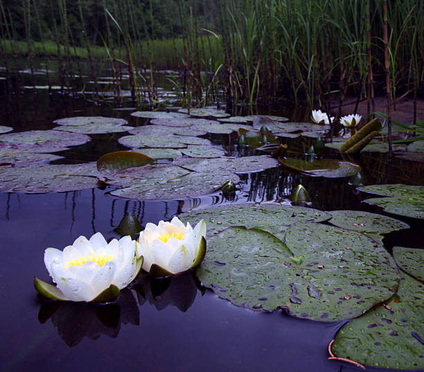 istock Water lilies in a pond, white lilies 514992771